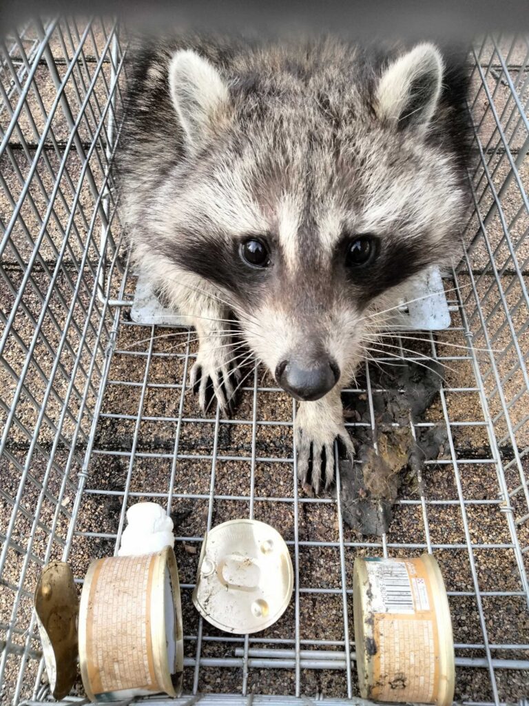 Wildlife Removal West Creek Township