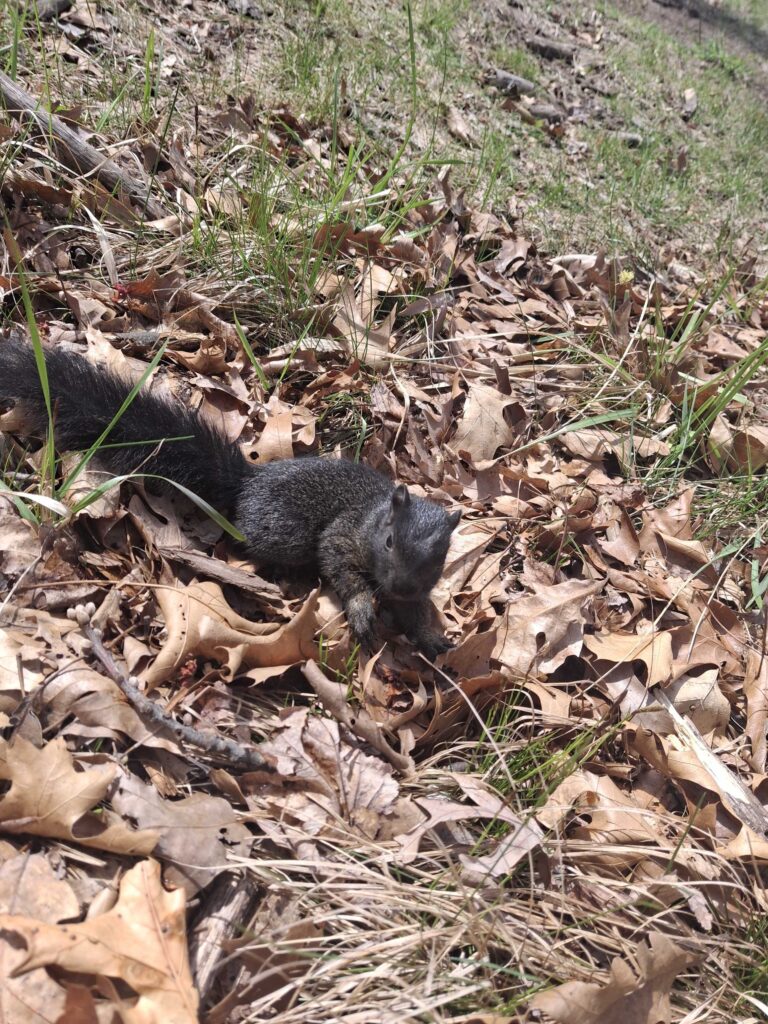 Wildlife Removal West Creek Township