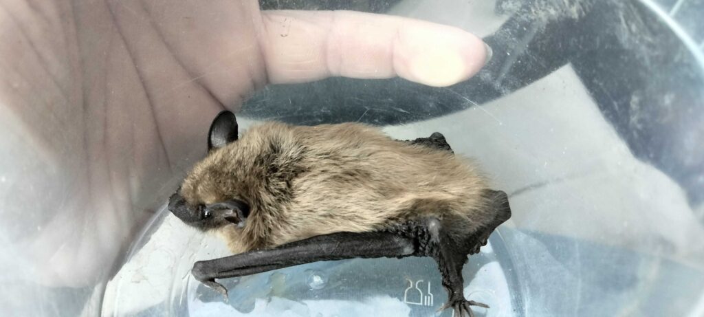 Wildlife Removal West Creek Township