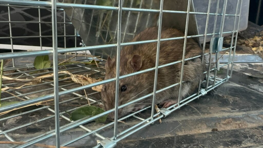 Wildlife Removal West Creek Township