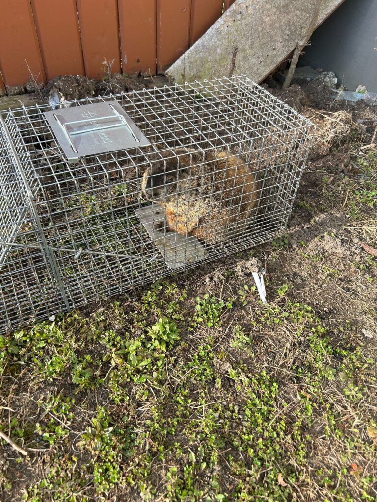 Wildlife Removal West Creek Township