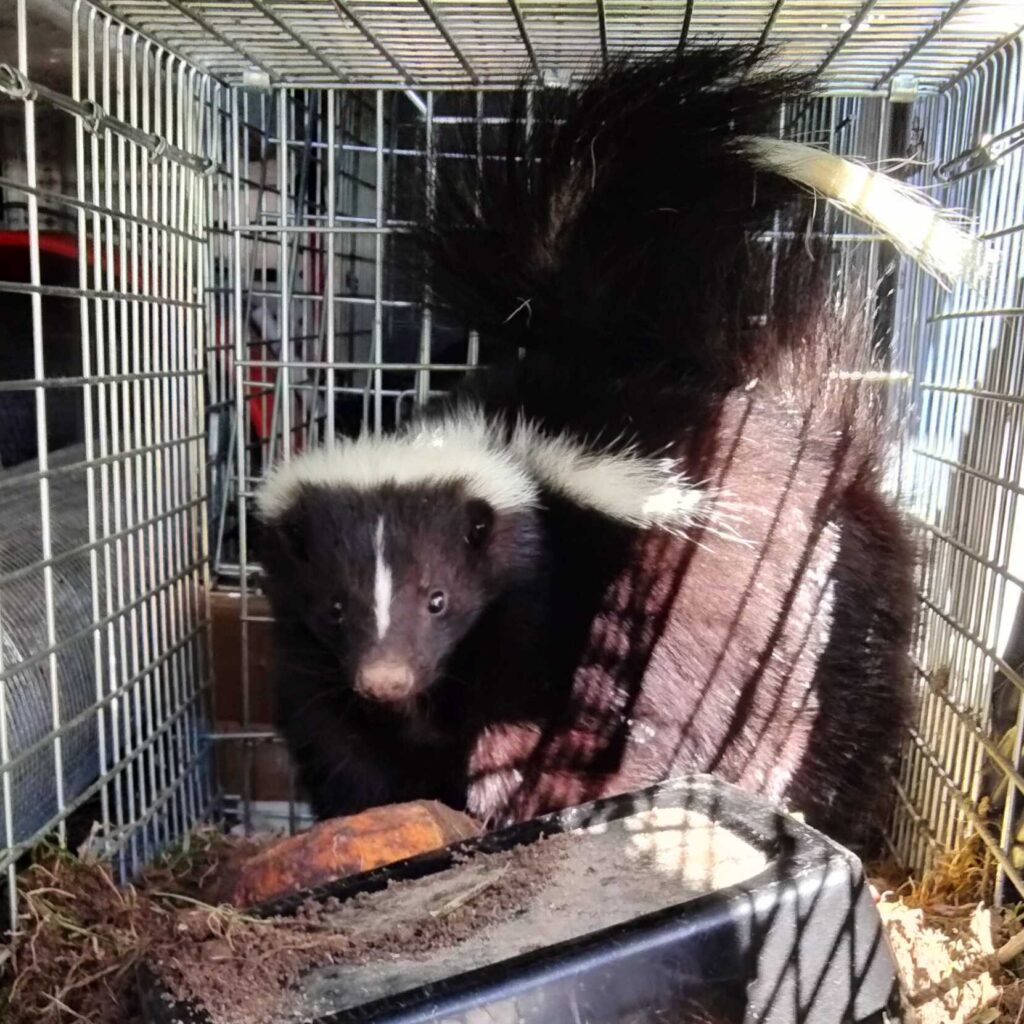 Wildlife Removal West Creek Township